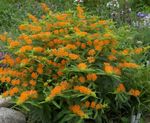 arancione I fiori da giardino Butterflyweed, Asclepias tuberosa foto