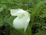 бял Градински цветове Дама Чехъл Орхидея, Cypripedium ventricosum снимка