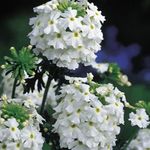 fehér Kerti Virágok Vasfű, Verbena fénykép