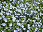 svetlo modra Vrtno Cvetje Brooklime, Veronica fotografija