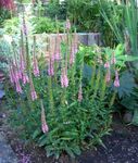 pinkki Puutarhakukat Longleaf Speedwell, Veronica longifolia kuva