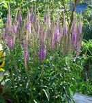 фіолетовий Садові Квіти Вероніка Багаторічна Висока, Veronica longifolia Фото