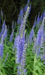голубой Садовые Цветы Вероника многолетняя высокая, Veronica longifolia Фото