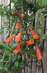 appelsin Chilenske Glory Blomst, Eccremocarpus scaber Foto