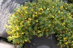 dzeltens Dārza Ziedi Vitaliana, Vitaliana primuliflora Foto