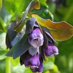 Honeywort, Blau Garnelen Pflanze, Blau Wachsblume