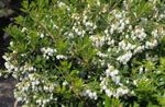 бял Градински цветове Gaultheria, Checkerberry снимка