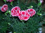 pink Garden Flowers Dianthus, China Pinks, Dianthus chinensis Photo