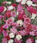 розов Градински цветове Карамфил, Dianthus caryophyllus снимка