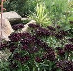 čierna Záhradné kvety Sweet William, Dianthus barbatus fotografie