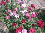 rosa Trädgårdsblommor Söta William, Dianthus barbatus Fil