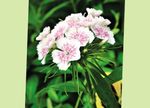 ホワイト 庭の花 甘いウィリアム, Dianthus barbatus フォト