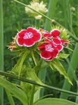 红 园林花卉 甜蜜的威廉, Dianthus barbatus 照