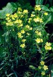 yellow Garden Flowers Dianthus perrenial, Dianthus x allwoodii, Dianthus  hybrida, Dianthus  knappii Photo