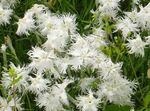 baltas Sodo Gėlės Dianthus Perrenial, Dianthus x allwoodii, Dianthus  hybrida, Dianthus  knappii Nuotrauka
