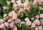rosa Gartenblumen Zistrose, Helianthemum Foto