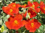 rojo Flores de jardín Jara, Helianthemum Foto