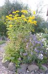 žltá Záhradné kvety False Slnečnica, Ox-Eye, Slnečnica Heliopsis, Heliopsis helianthoides fotografie