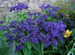 modra Vrtno Cvetje Heliotrop, Češnjev Zavitek Rastlin, Heliotropium fotografija