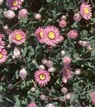 růžový Zahradní květiny Papír Sedmikráska, Sunray, Helipterum fotografie
