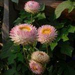 roz Gradina Flori Strawflowers, Daisy Hârtie, Helichrysum bracteatum fotografie