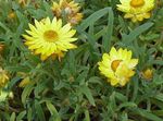 žlutý Zahradní květiny Strawflowers, Papír Sedmikráska, Helichrysum bracteatum fotografie