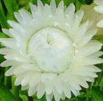 blanco Flores de jardín Siemprevivas, Margarita De Papel, Helichrysum bracteatum Foto