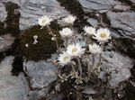 vit Trädgårdsblommor Helichrysum Perrenial Fil