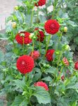 czerwony Ogrodowe Kwiaty Dalia, Dahlia zdjęcie