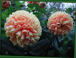 розов Градински цветове Далия, Dahlia снимка