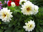 blanco Flores de jardín Dalia, Dahlia Foto