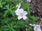 blanco Flores de jardín Geranio Resistente, Geranio Silvestre, Geranium Foto