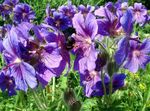 vijolična Vrtno Cvetje Hardy Geranije, Divje Geranije, Geranium fotografija