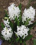 fotografija Dutch Hyacinth opis