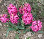 sārts Dārza Ziedi Dutch Hiacinte, Hyacinthus Foto