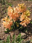 оранжев Градински цветове Холандски Зюмбюл, Hyacinthus снимка