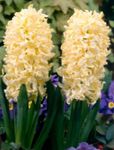 jaune les fleurs du jardin Jacinthe Dutch, Hyacinthus Photo
