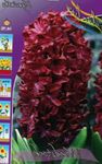 勃艮第 园林花卉 荷兰葫芦, Hyacinthus 照
