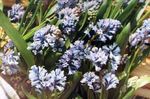 lichtblauw Tuin Bloemen Hyacinthella Pallasiana foto