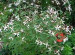fehér Kerti Virágok Bowmans Gyökér, , Gillenia trifoliata fénykép