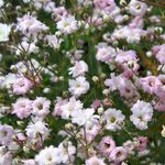 rosa Flores de jardín Gypsophila, Gypsophila paniculata Foto