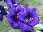 azul Flores do Jardim Gladíolo, Gladiolus foto