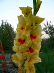 żółty Ogrodowe Kwiaty Mieczyk (Gladiolus) zdjęcie