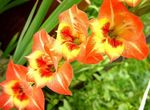 oráiste bláthanna gairdín Gladiolus Photo