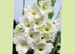 бял Градински цветове Гладиола, Gladiolus снимка