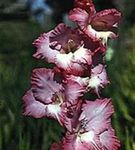 bordeaux Have Blomster Gladiolus Foto