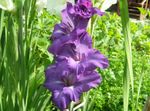 purpurs Dārza Ziedi Gladiola, Gladiolus Foto
