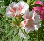 alb Gradina Flori Atlasflower, Adio-To-Primăvară, Godetia fotografie