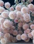 pink Have Blomster Kloden Amaranth, Gomphrena globosa Foto
