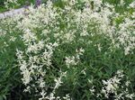 blanco Fleeceflower Gigante, Flor Blanca Lana, Dragón Blanco, Polygonum alpinum, Persicaria polymorpha Foto
